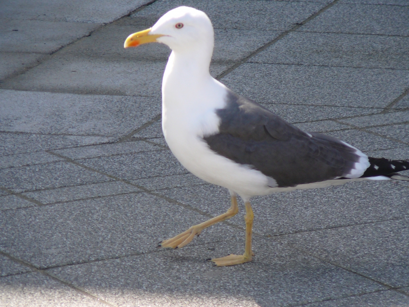 Photo Oiseaux