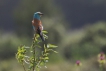Photo nature
