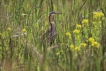 Photo nature