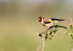 Oiseaux