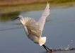 Oiseaux