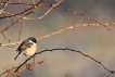 Oiseaux