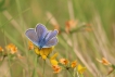 Insectes
