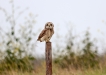 Oiseaux