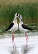 Oiseaux