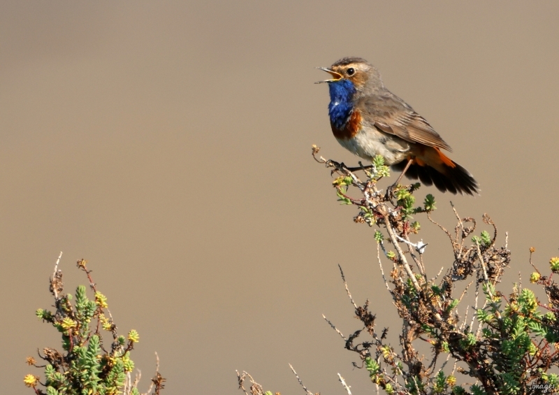Photo Oiseaux