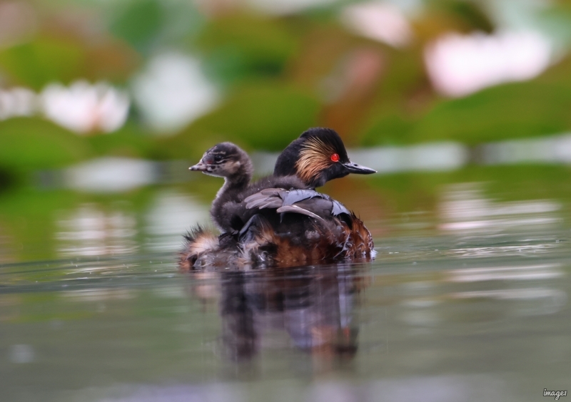 Photo Oiseaux