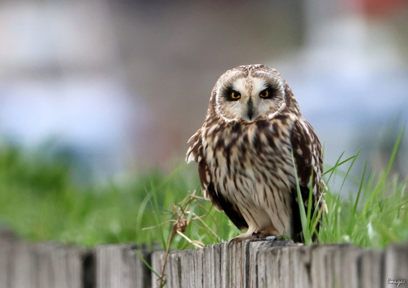 Photo Oiseaux