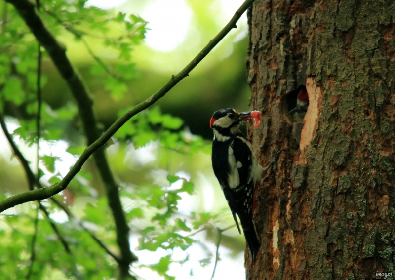 Photo Oiseaux