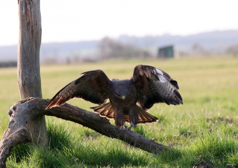 Photo Oiseaux