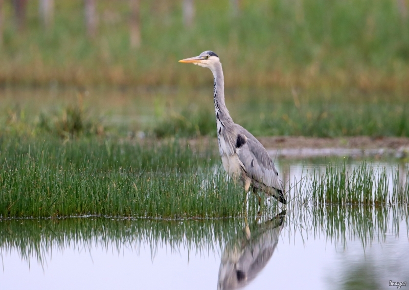Photo Oiseaux