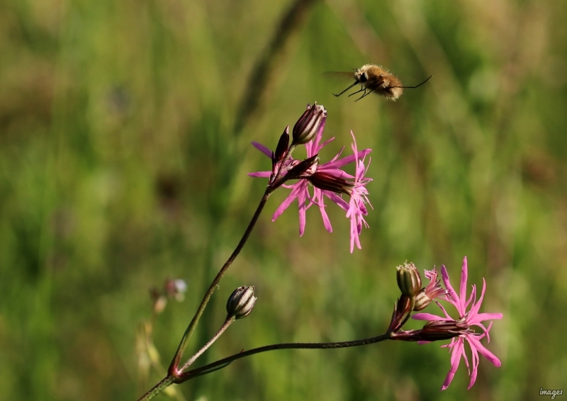 Photo Insectes