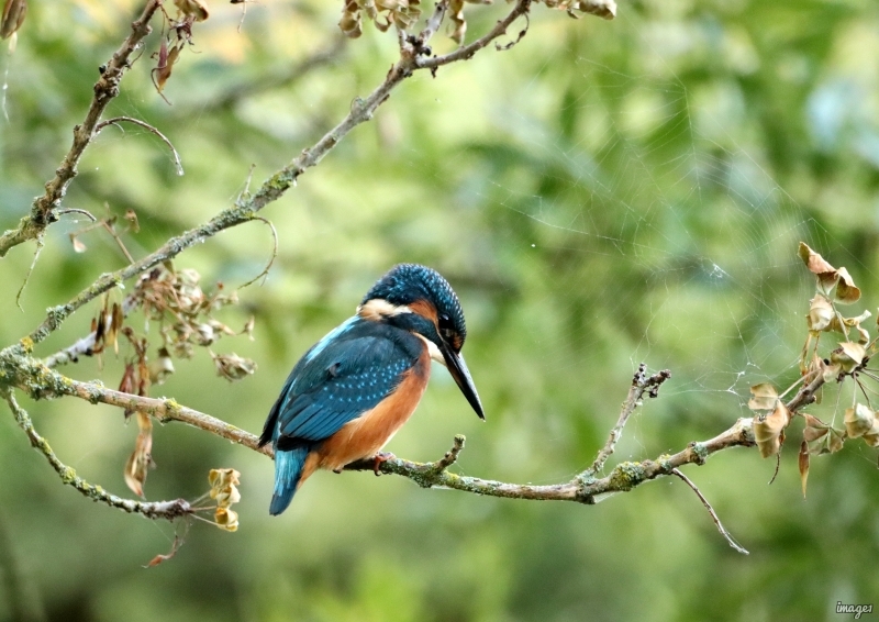 Photo Oiseaux