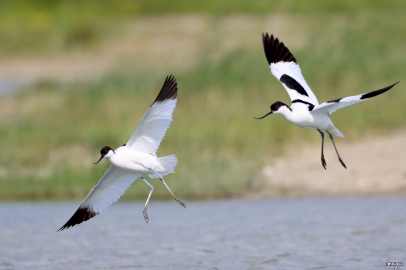 Photo Oiseaux