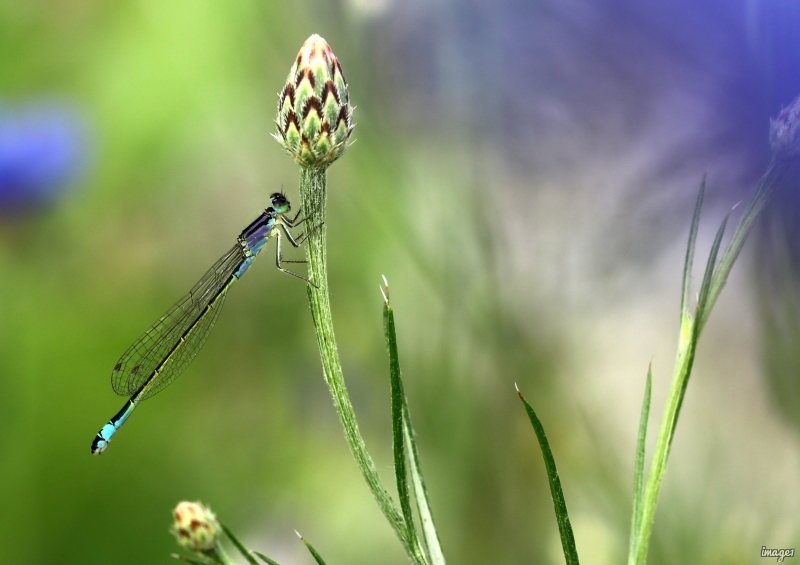 Photo Insectes