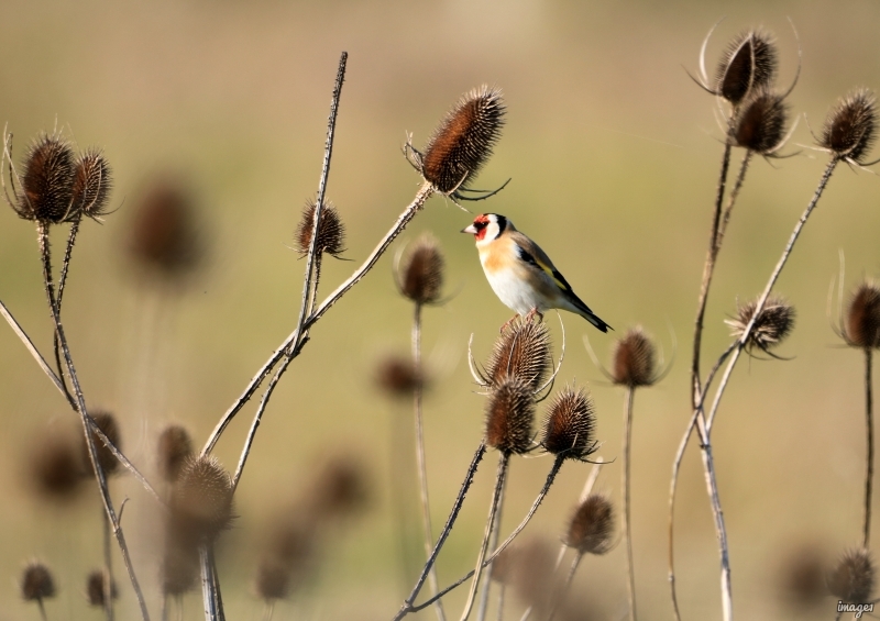 Photo Oiseaux