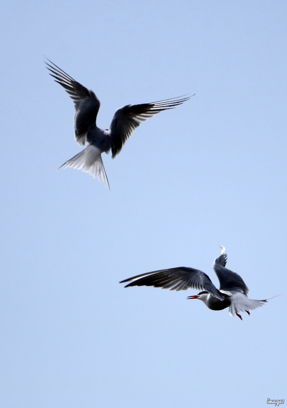 Photo Oiseaux