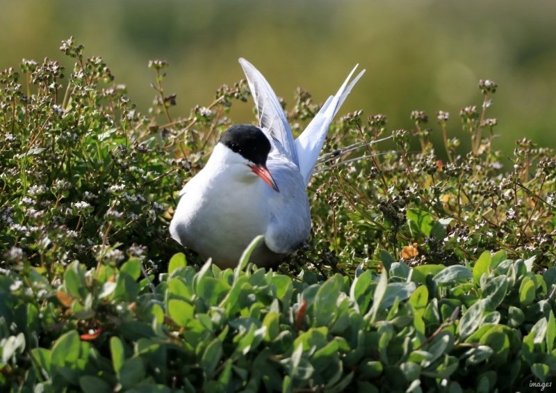 Photo Oiseaux