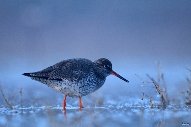 Photo Oiseaux