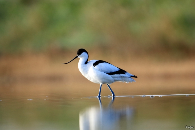 Photo Oiseaux