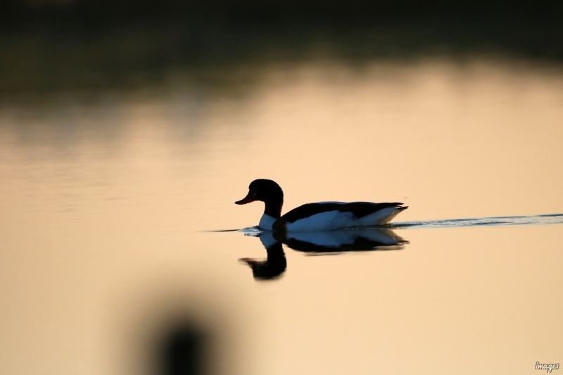 Photo Oiseaux