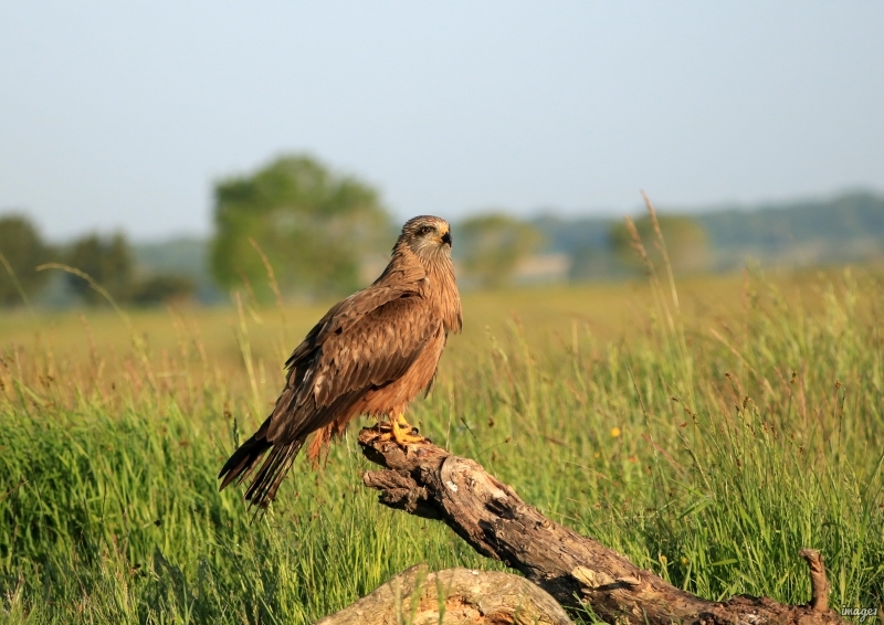 Photo Oiseaux