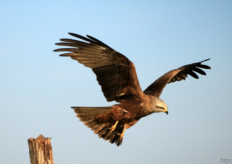Photo Oiseaux