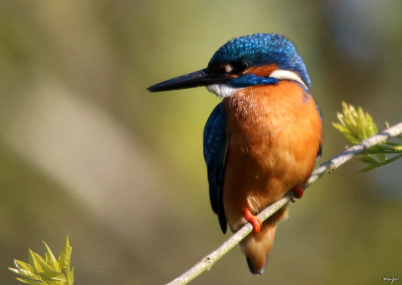 Photo Oiseaux
