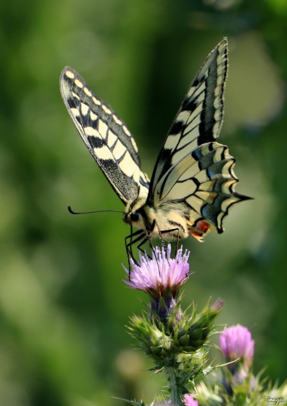 Photo Insectes