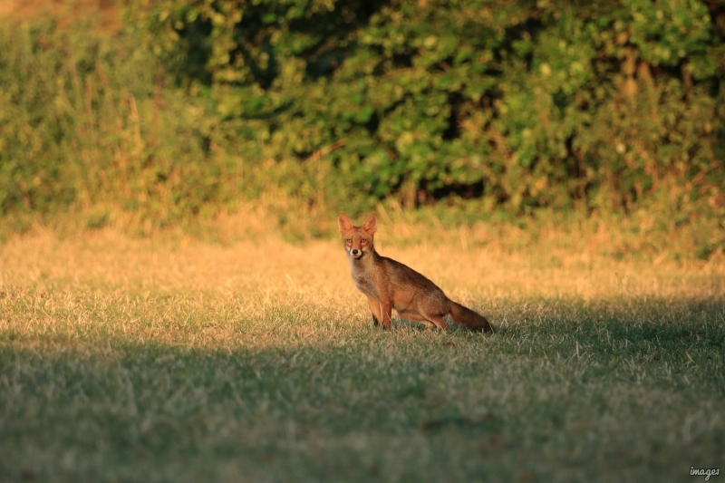 Photo Mammifères