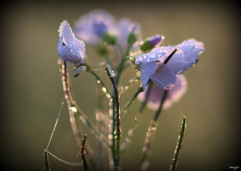 Photo Flore