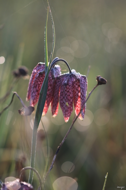 Photo Flore