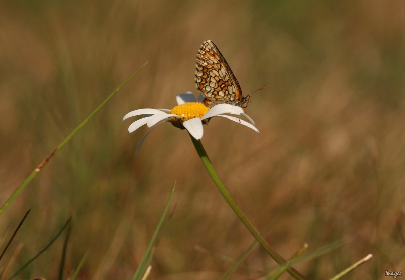 Photo Insectes