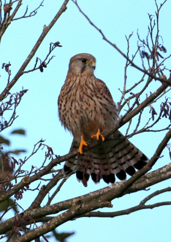 Photo Oiseaux