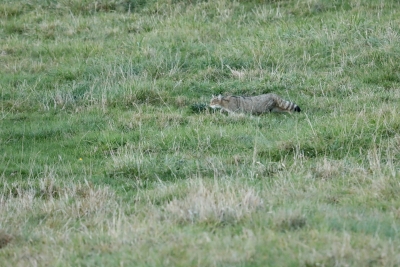 Identification Mammifères