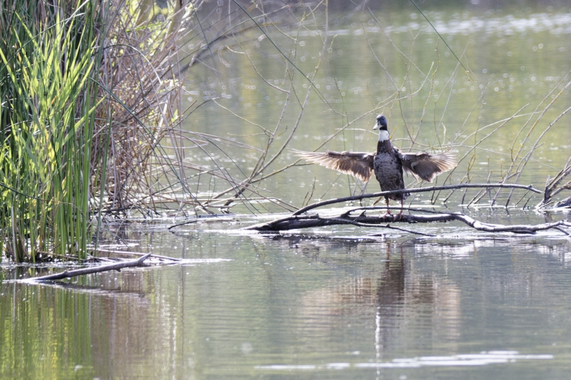 Oiseaux