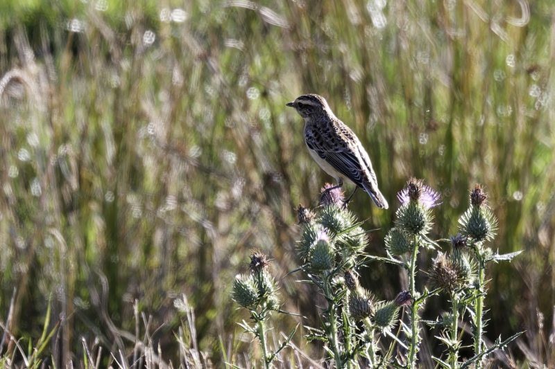 Oiseaux
