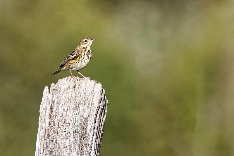 Oiseaux