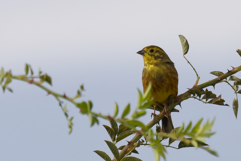 Oiseaux