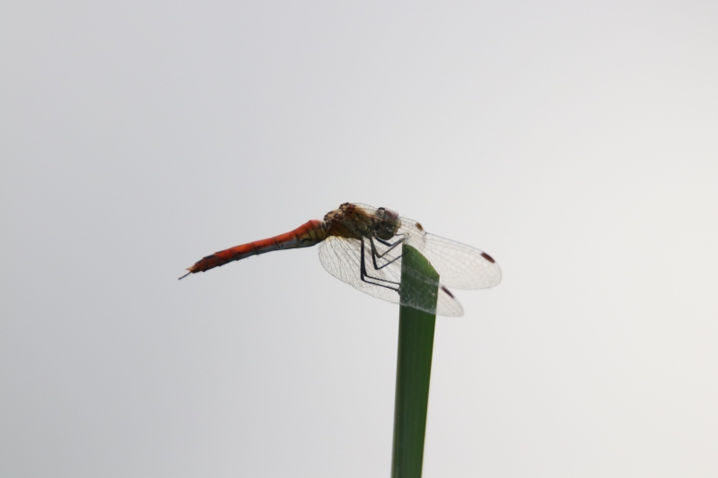 IMG_6958.JPG