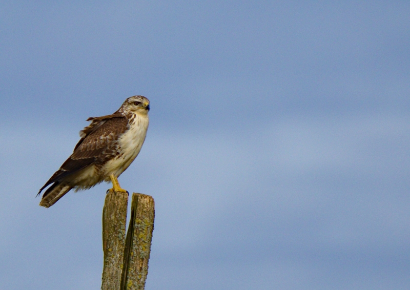 Photo Oiseaux Buse variable