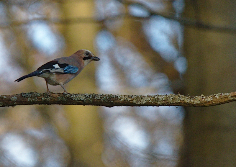 Photo Oiseaux