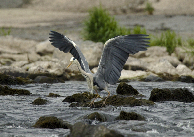 Photo Oiseaux