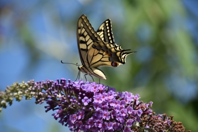 Insectes Machaon (Papilio machaon)