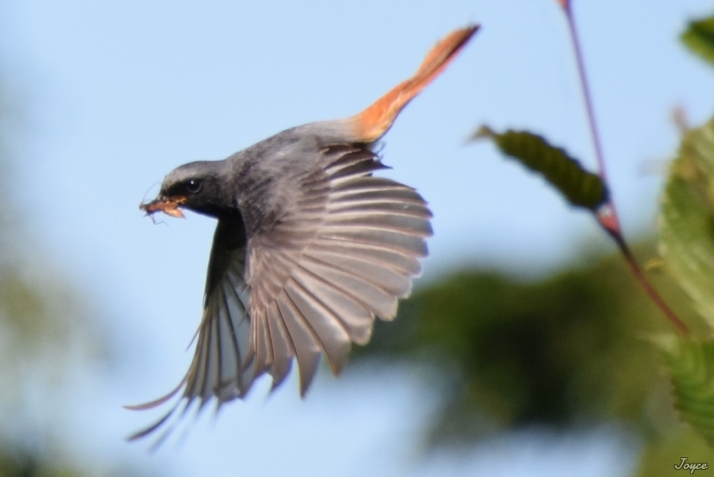 Photo Oiseaux