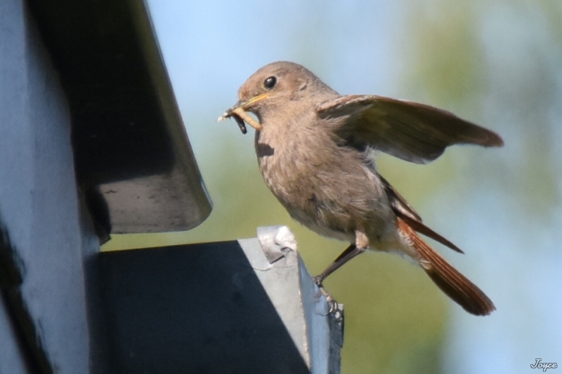 Photo Oiseaux