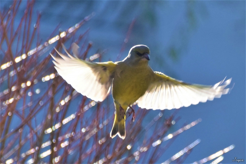 Photo Oiseaux