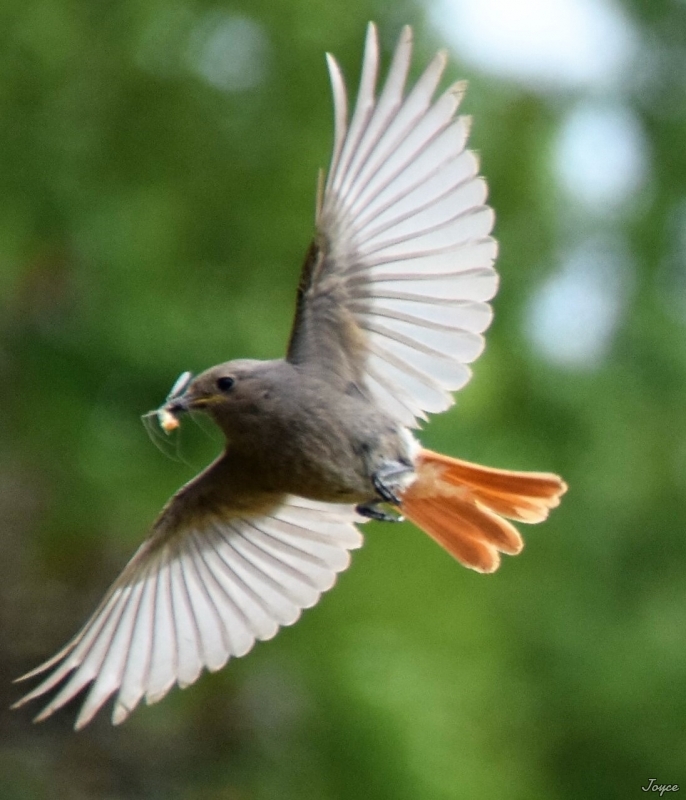 Photo Oiseaux