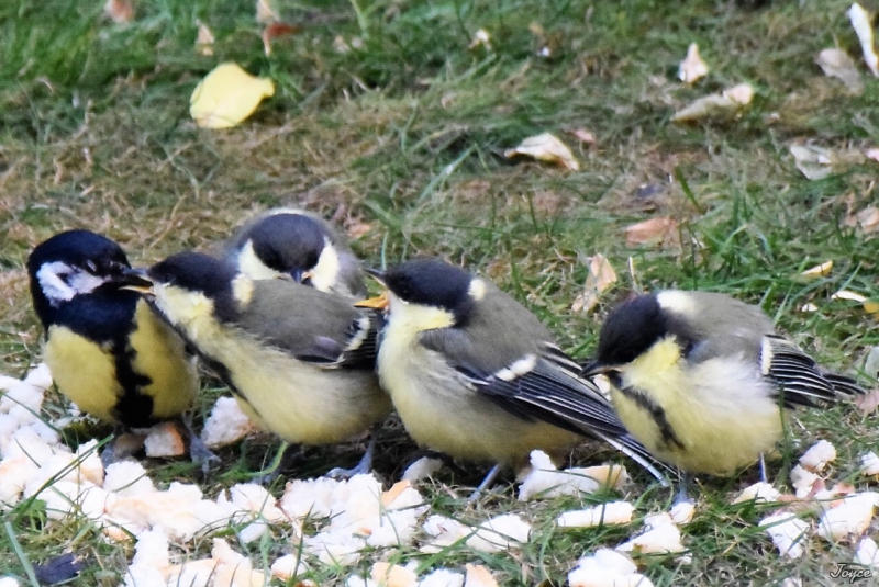 Photo Oiseaux