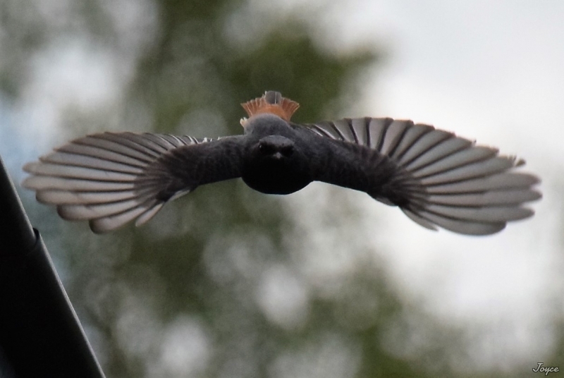 Photo Oiseaux